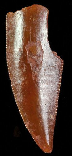 Bargain, Serrated Raptor Tooth - Morocco #69566